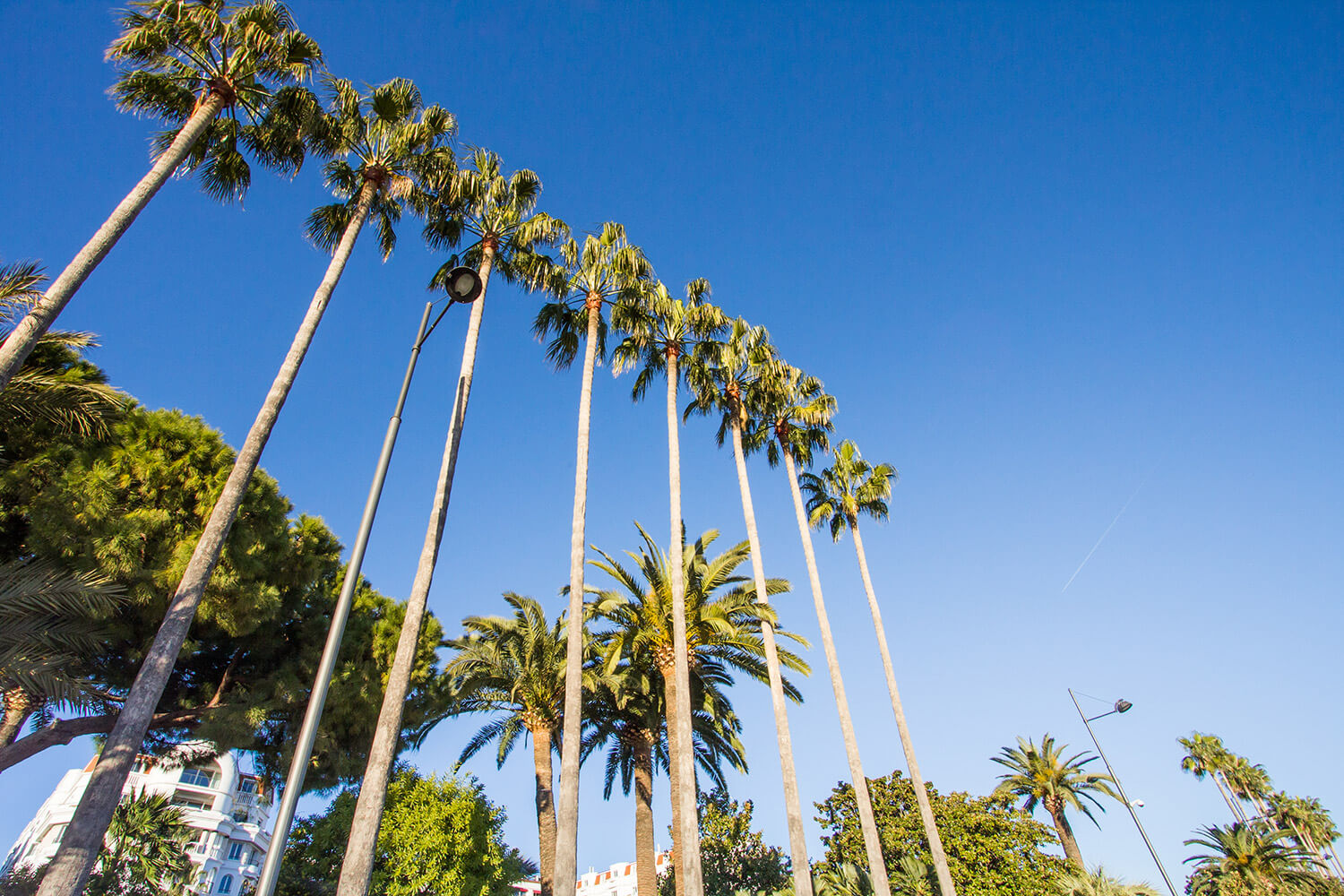 Des palmiers à Cannes
