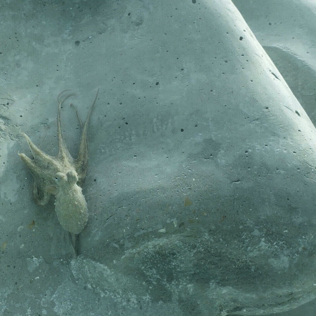 &Eacute;comus&eacute;e sous-marin - Cannes