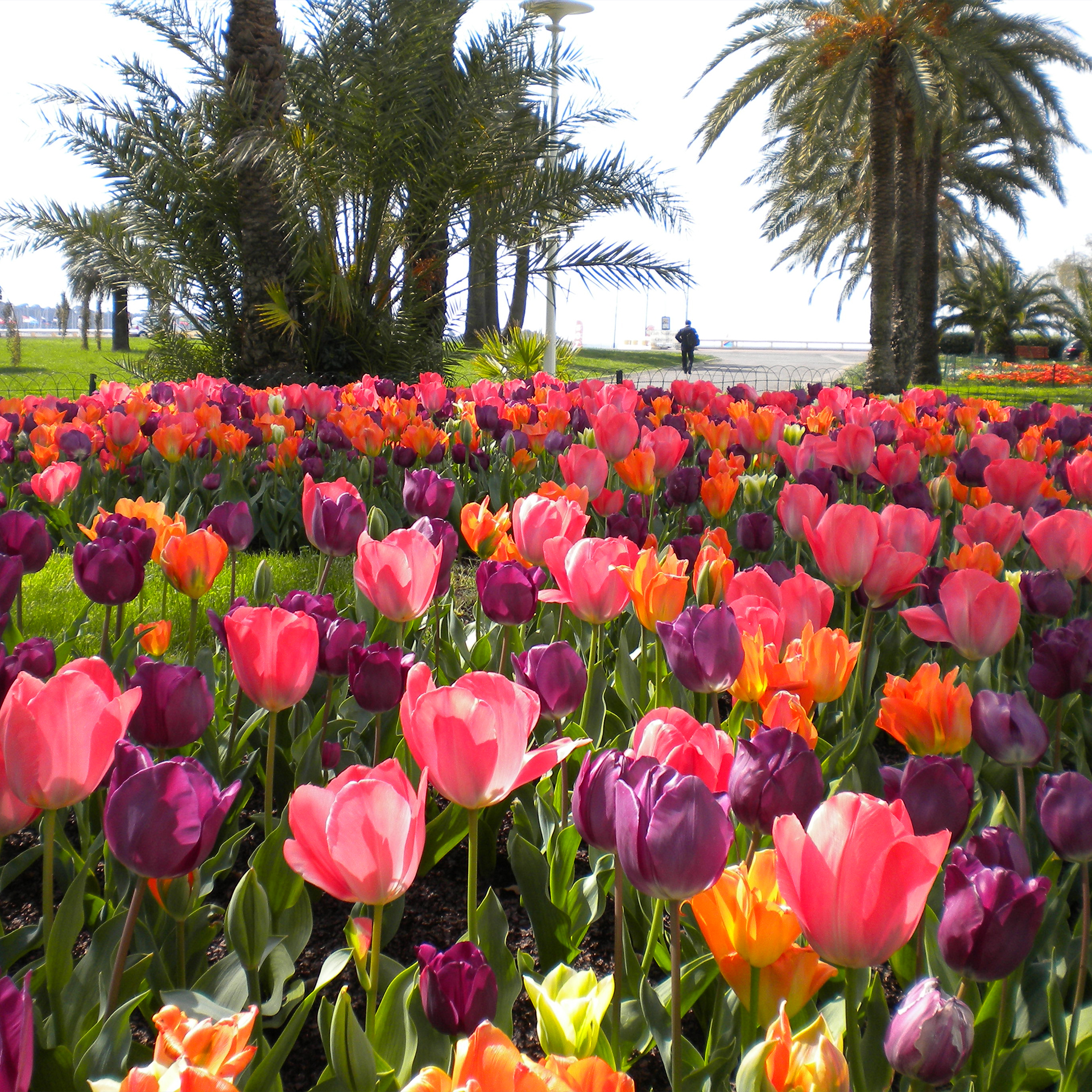 Tulipes à la roseraie 