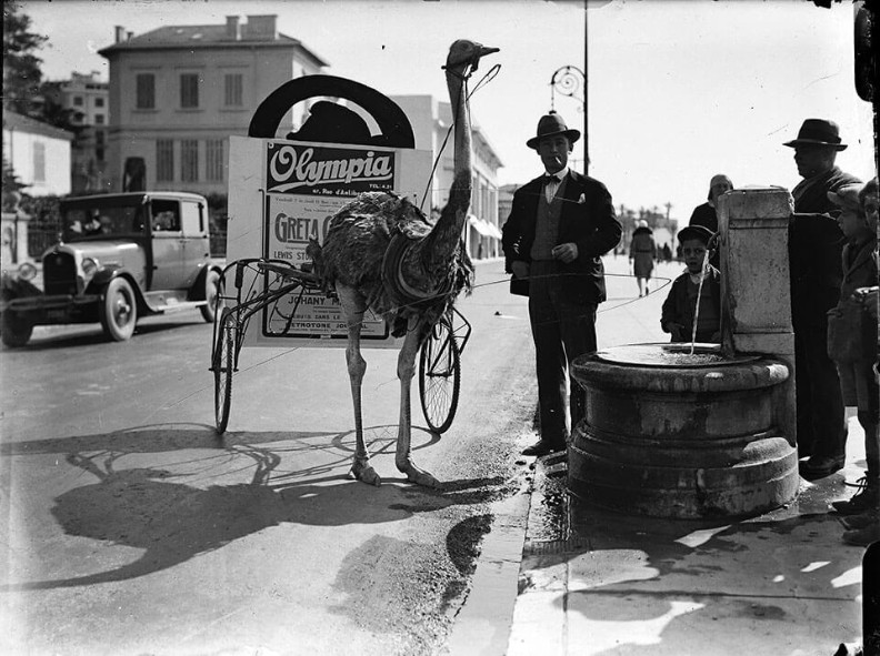 V&eacute;hicule publicitaire tir&eacute; par une autruche. Apr&egrave;s 1929.