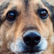 regard d'un chien