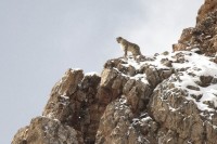 Visuel du film "La panthère des neiges"
