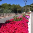 fleurs sur terre-plein central 