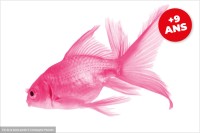 Image d'un poisson rose
