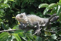 image de la Guadeloupe