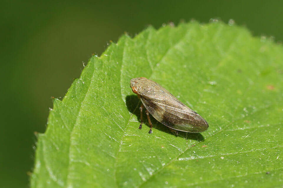 Philaenus spumarius Philaenus spumarius