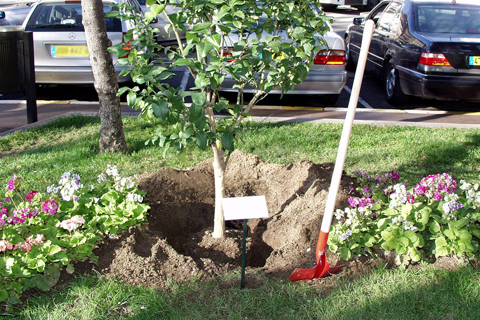 arbre planté avec plaque et nom